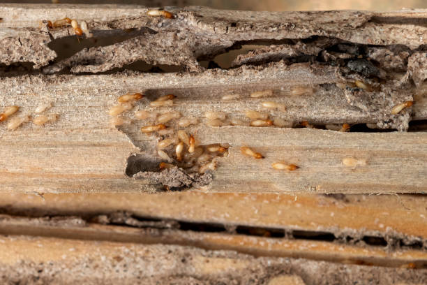 Pest Prevention Services in Warsaw, VA